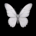 QORA