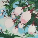 𝕄𝕠𝕦𝕟𝕥 𝔽𝕦𝕛𝕚𝕜𝕒𝕤𝕒𝕟𝕖 🌸