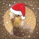 Bhop Birds