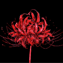 Lycoris