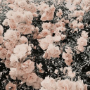 ˚✧₊⁎blooming garden ⁎⁺˳✧༚