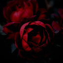 🌹𝔸𝕜𝕒𝕚𝕓𝕒𝕣𝕒 🌹