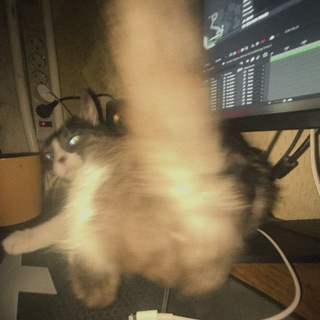 dizzio