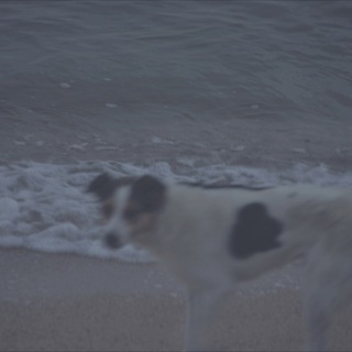 dog silent