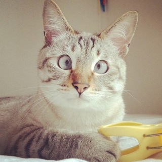Аватар канала Смешные домашние животные 🐈 Кошки 🐶 Собаки @dom_animal