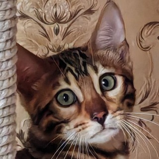 Кошка Доша
