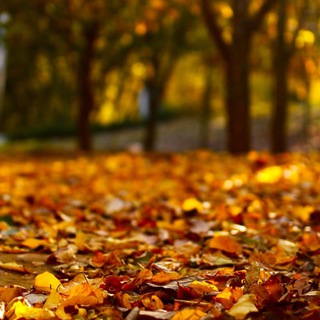 إحساس خريفي🍁🍂