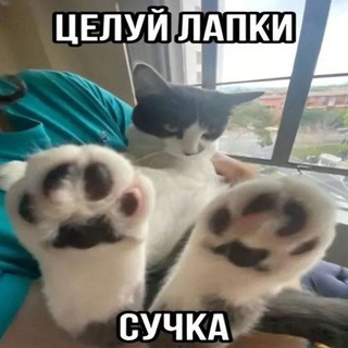Аватар канала || Эхо дождя || @echoofthere1n