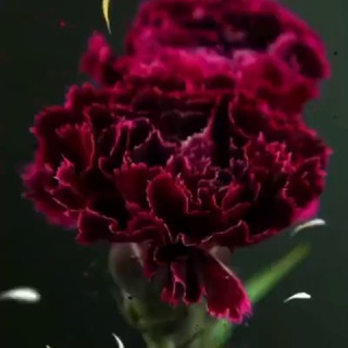 "عبـارات راقيه ❤️✍