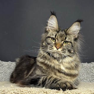 mainecoon_Purebred*DV Монопородный питомник элитных кошек