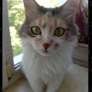 єКотики🐱