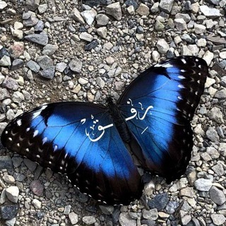 رِفق ֶָ֢ 🦋