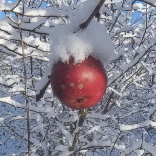 EVIHOFF из Чайково 🍎