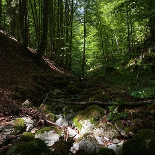 НАТ.ЛЕС.ДЕНЬ