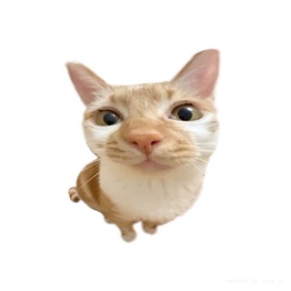ФАКТЫ ОТ КОТА 😸