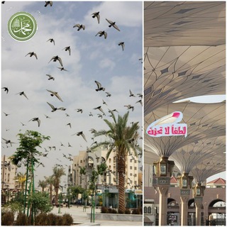 #بأبي_أنت_وأمي. 🌴