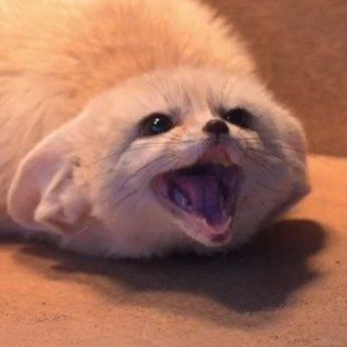 Fennec Forecast