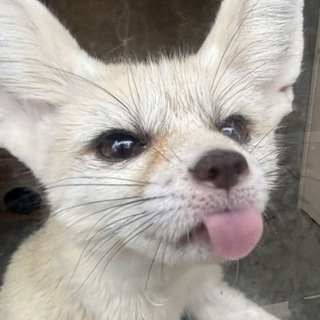 Fennec 🍁 Friends 😊