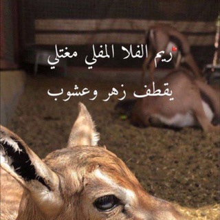 ⁵⁰⁶𓆩 غغـَزال مَـذيِـر𓆪