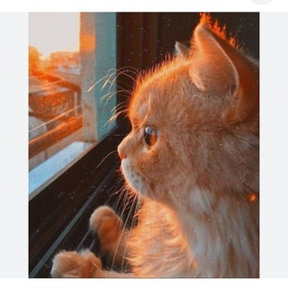 عـلى خُطـى قَلّـبِي🥀❤️‍🩹
