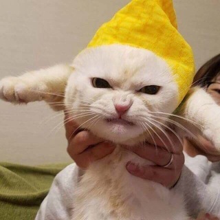 Have you seen this cat?🌴🌊🥥