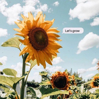 Sunflower🌻