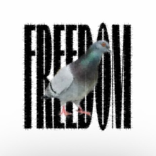 freedom