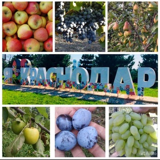 🍏 Фрукты Краснодара в Иркутске🍏🍎🍊🍋🍑🥭