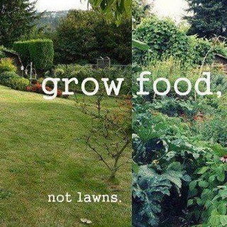 FUCK LAWNS