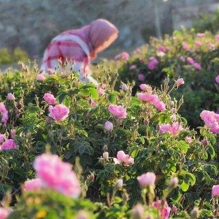 جـَسُـور