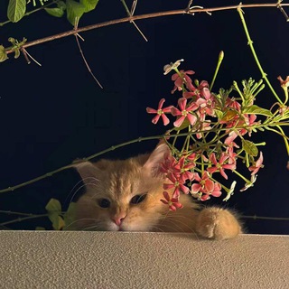 ــ اللَّهُمّ‌الْجَنَّة🌱.