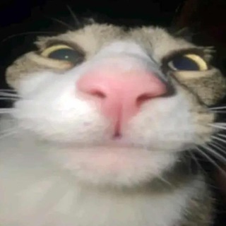 Gatinhos