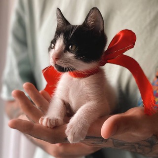 Paws in House | Грузия Животные 🇬🇪