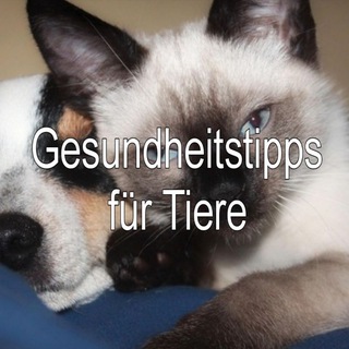 🐱 Gesundheitstipps für Tiere 🐶