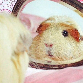ZAKRITO Hamster ' стикеры с животными