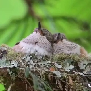عبادة التفكر والتأمل.... في خلق الله عبادة 🦜هذا خلق الله