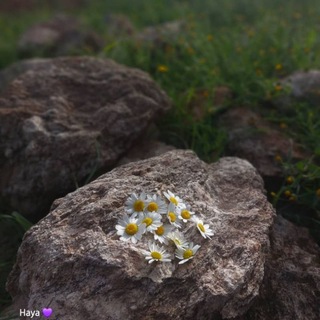 هَمَسات🦋✨