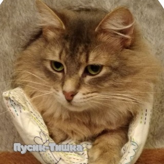 Хамовники_CATS