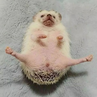 ёжики 🦔