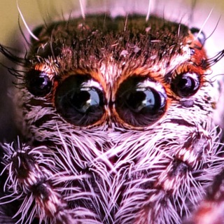heedzhee 🕷