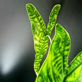 🌿 Зелёные акценты | Green accents