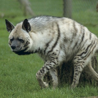 Helig