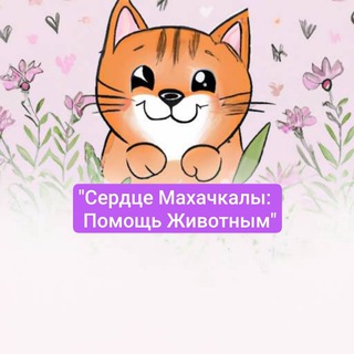 Сердце Махачкалы: Помощь Животным