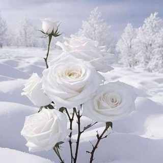 پروژه_تبلیغات