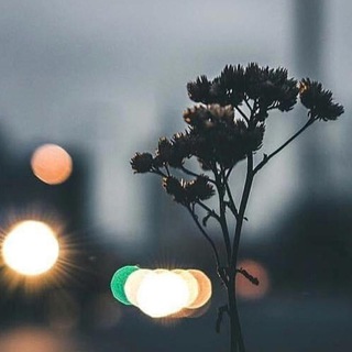 بقايا شعور