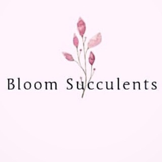 Bloom Succulents🌿