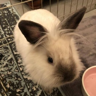 Hourly Bun