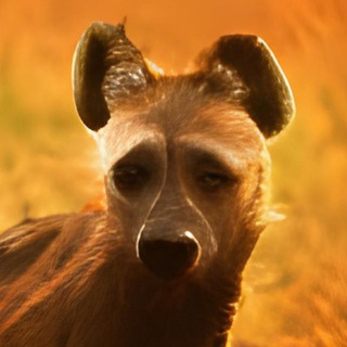 Hyena and the besties