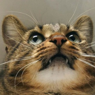 LeChatMaurice🐱