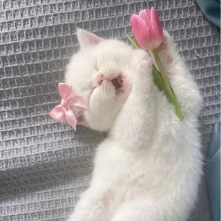 𝚃𝚞𝚕𝚒𝚙𓍢ִ໋🌷͙֒